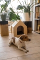 Bild 8 von Animood Hundehütte Rico aus Holz  / (Größe) L - 56 x 63,6 cm