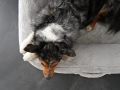 Bild 6 von mypado Loui Plush Hundebett  / (Größe) 110 x 90 cm / (Farbe) Anthrazit / (Füllung) Orthopädisch: viscoelastischer Schaumstoff