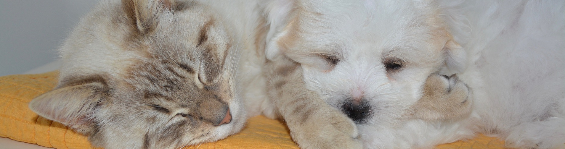 Für jeden Hund & jede Katze das richtige Bett