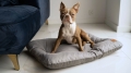 Bild 7 von Animood Hundekissen Mort