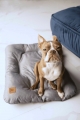Bild 8 von Animood Hundekissen Mort