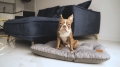 Bild 6 von Animood Hundekissen Mort