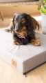Bild 7 von Animood orthopädische Hundematte Melman aus Codura  / (Größe) L - 89 x 55 x 8 cm / (Farbe) Braun